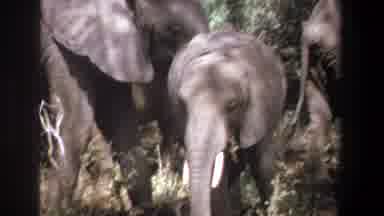 Pretoria South Africa (1969): Group Of African Elephants Standing Under Trees On A