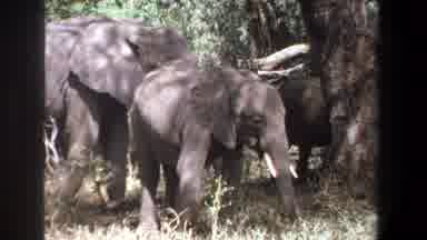 Pretoria South Africa (1969): One To Three Elephants Shaking Their Ears Next To