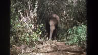 Pretoria South Africa (1969): Elephant Walks Through Woods And Eats Branches Off