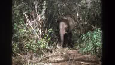 Pretoria South Africa (1969): Elephant With Big Floppy Ears Eating Trees In Jungle