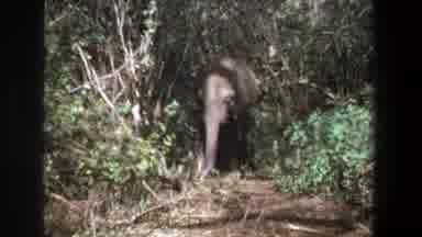 Pretoria South Africa (1969): A Monkey Was Ran Away After Saw The Elephant In The
