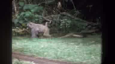 Pretoria South Africa (1969): The Monkeys Is A Roaming In The Forest
