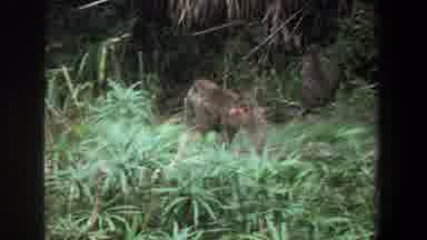 Pretoria South Africa (1969): Fawn And Monkeys Cohabitation In Old Grainy Film