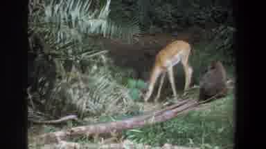 Pretoria South Africa (1969): A Deer Eating Pasture Near A Log Later Shows An