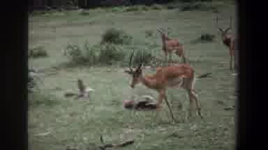Pretoria South Africa (1969): Deer Eating Leaves In The Woods