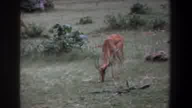 Pretoria South Africa (1969): Animals Nature Trees Green Man Life