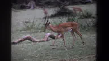 Pretoria South Africa (1969): A Deer And A Small Monkey Walking On The Garden Very