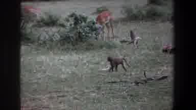 Pretoria South Africa (1969): Monkey Walk In The Forest
