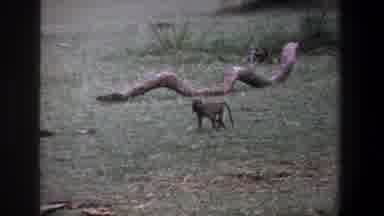 Pretoria South Africa (1969): Baby Monkey Walking To Mother And Jumps On Her Back