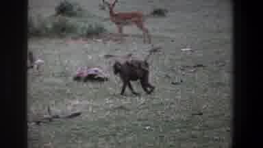 Pretoria South Africa (1969): Monkey Strolling In The Savannah To A Trunk And A