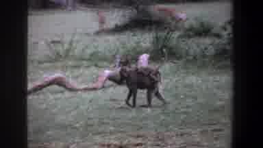 Pretoria South Africa (1969): Wild Animals Walking Through A Grassland