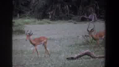 Pretoria South Africa (1969): White-Tailed Deer Being Followed By Another Deer