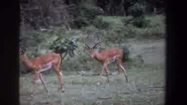 Pretoria South Africa (1969): One Gazelle Deer Chasing Another Gazelle Deer
