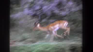 Pretoria South Africa (1969): Animals Nature Trees Green Man Life