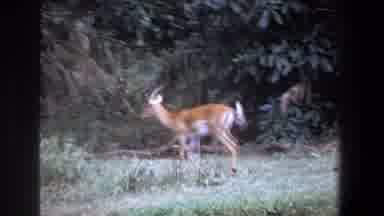 Pretoria South Africa (1969): View Of Gazelle Walking Running Through Tall Grass