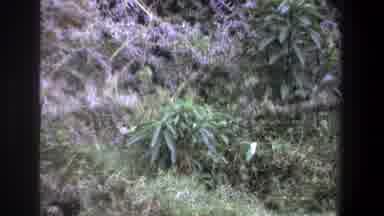 Pretoria South Africa (1969): Elegant Gazelle Stealthily Roaming Freely Through
