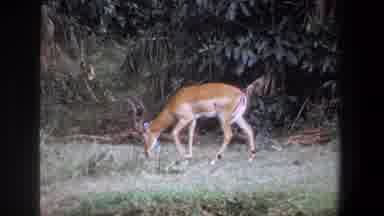 Pretoria South Africa-1969: Wild Antelope Grazing Near Treeline