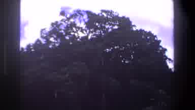 Pretoria South Africa (1969): Animals Graze Around The Bottom Of A Large Tree