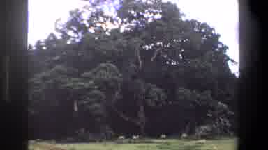 Pretoria South Africa (1969): View Of Animals Standing Under Giant Tree On A Clear