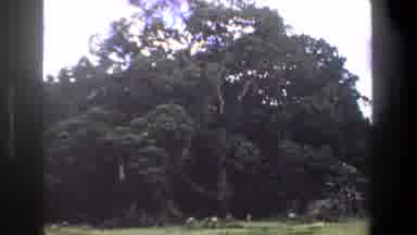 Pretoria South Africa (1969): Herd Of Gazelle Deer At The Base Of Huge Old Growth