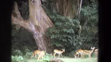 Pretoria South Africa (1969): Five Deers Browsing Green Grass In Front Of A Huge