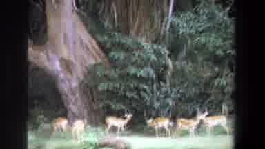 Pretoria South Africa (1969): Deer Running Around The Woods