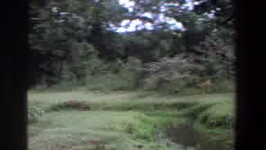 Pretoria South Africa (1969): Wood Animal Green Run Deer Grassland Scant Sun Free