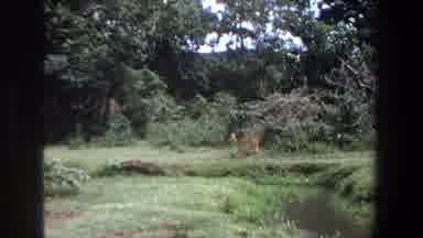 Pretoria South Africa (1969): A Pair Of Outdoor Nature Shots Featuring A Deer And