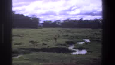 Pretoria South Africa (1969): Green Forest Spotted Deer Small Water Body People