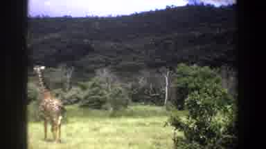 Pretoria South Africa (1969): Two Giraffes Walking Casually Through Pasture With