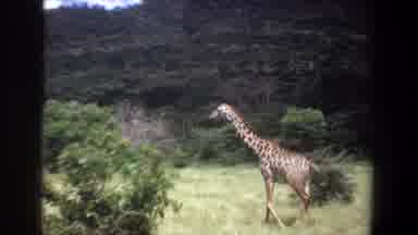 Pretoria South Africa (1969): The Giraffe Is Walking In The Forest And They