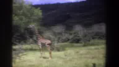 Pretoria South Africa (1969): Observing Giraffes Standing Together Near Trees