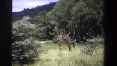Pretoria South Africa (1969): A Giraffe Stands On The Edge Of The Forest While