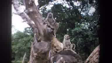 Pretoria South Africa (1969): Three Baboons Sitting In Knotted Tree On A Clear Day