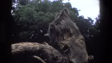Pretoria South Africa (1969): Monkey Groups Sitting Statue Airy Waiting For Food