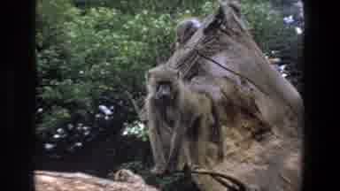 Pretoria South Africa (1969): Brown Primate Staring At Camera White Standing On A