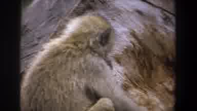 Pretoria South Africa (1969): Monkey Leaning Against A Stone Sewing With One Leg