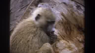 Pretoria South Africa (1969): The Monkey Is Eating Food And They Watch Surrounding