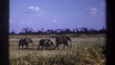 Cape Town South Africa (1969): Three Big Strong Elephants Walking Through Savannah