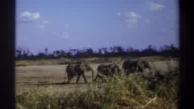 Cape Town South Africa (1969): Three Elephants Walking In A Line Through A Field
