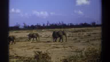 Cape Town South Africa (1969): A Group Of Elephants Free Moving In The Jungle