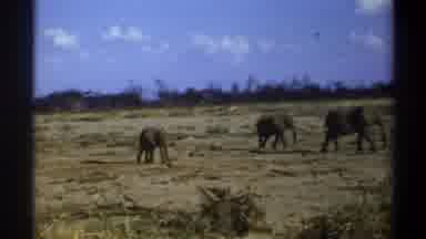 Cape Town South Africa (1969): Three Elephants Walking On A Cloudy Day