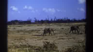 Cape Town South Africa (1969): The Elephant Walking In The Forest Elephant Is One