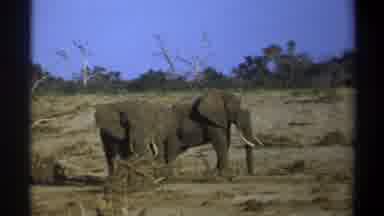 Cape Town South Africa (1969): Elephant Nature Special Moment Life