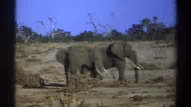 Cape Town South Africa (1969): Elephant Tusk Family Grassland Savannah Africa