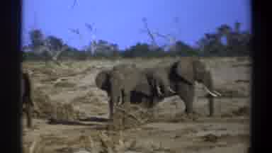Cape Town South Africa (1969): Four Elephants With Tusks Stand Amid Dead