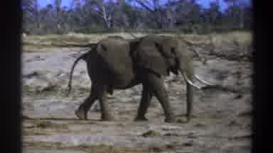 Cape Town South Africa (1969): Single Adult Elephant Bull Tusks Walking In Dry