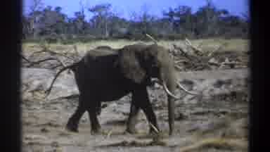 Cape Town South Africa (1969): Giant In The Jungle