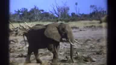 Cape Town South Africa (1969): View Of Elephant Walking On Grass On A Bright Sunny