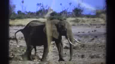 Cape Town South Africa (1969): Footage Of An Alpha Elephant Walking To A Social